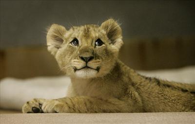Simba