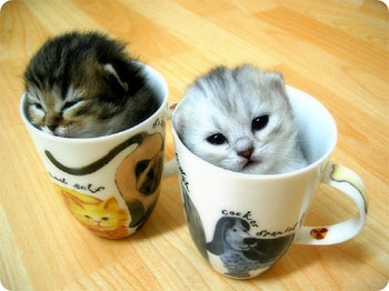 Cat in a Cup