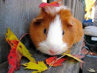 Guinea Pig