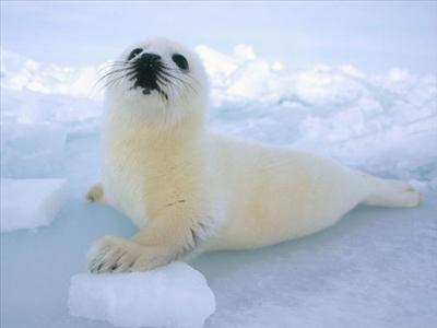 Seal Pup