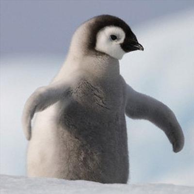 Pengu