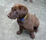 chocolate lab puppy