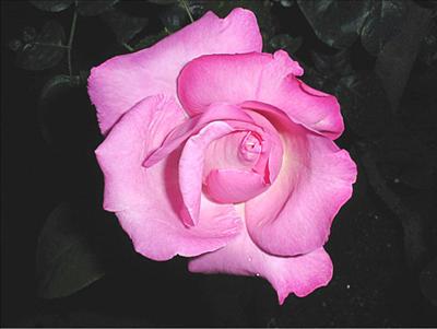 LIGHT PINK ( Açık Pempe )