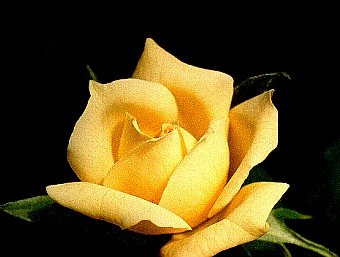 YELLOW ( Sarı )