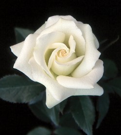 WHITE ( Beyaz )