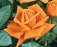 ORANGE ( Turuncu )