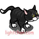 Black Cat