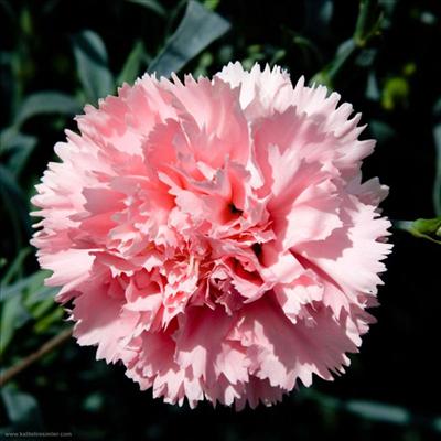 PEMBE KARANFİL