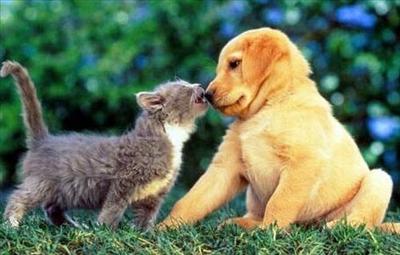 Dost