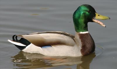 Ördek