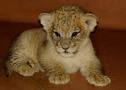 Cute Lion Cub(: