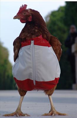 Latschenhuhn!