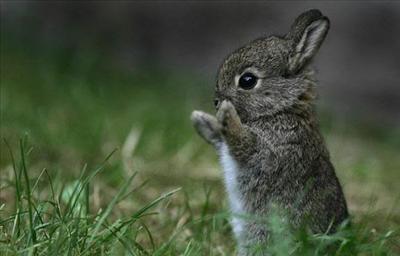 Bunny standing up