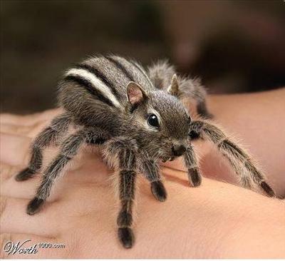 SpiderSquirrel