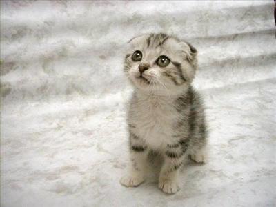 Upset kitten