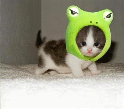 Kitty in frog suite