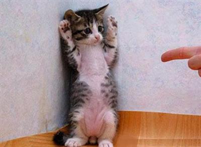 Cornered Cat