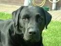 Labrador