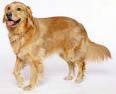 Retriever