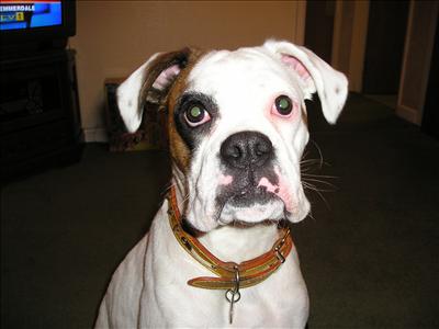 Boxer