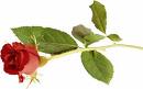 A Rose :)