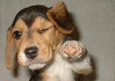 Beagle Puppy