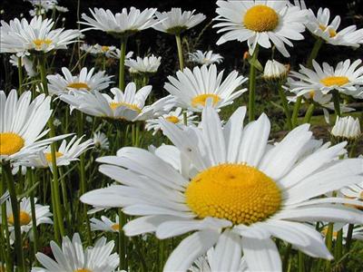 Papatya