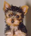 puppy