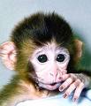 monkey