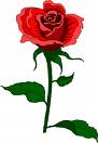 rose