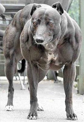 Buff dog