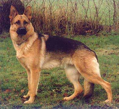 Dog