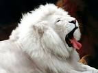 aslan 