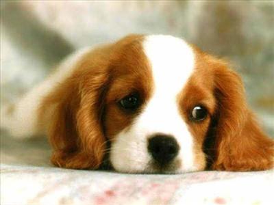 Perrito mono