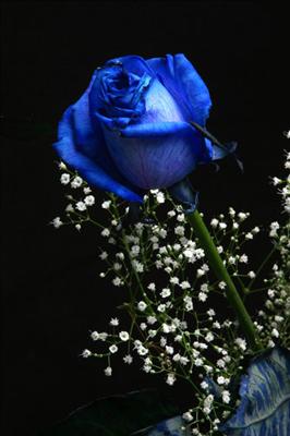 blue rose