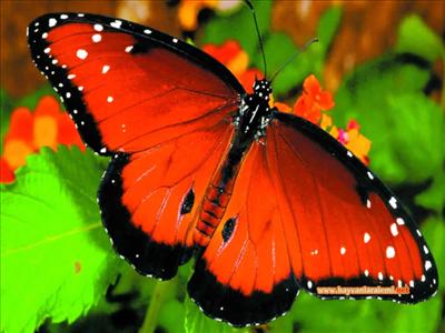 butterfly