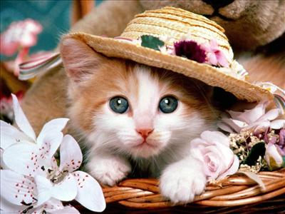 kedi