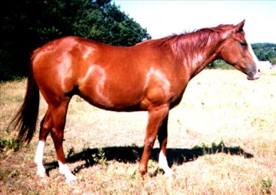 A Horse