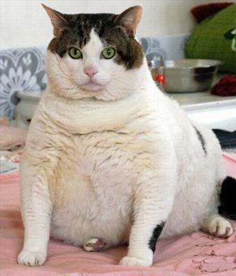 Fette Katze