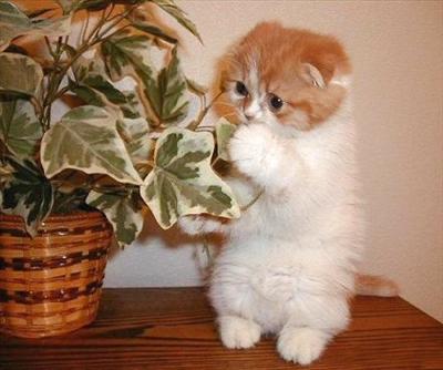 Cute Kitty