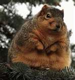 Fat Squirrel