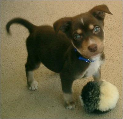 Cute dog
