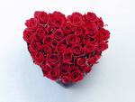 rose heart