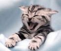 Kitty Cat