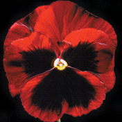 Pansy