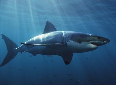 shark
