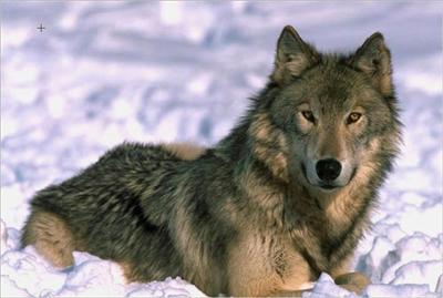 wolf