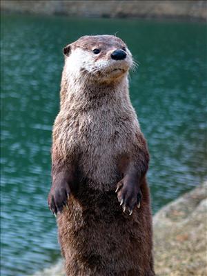 otter