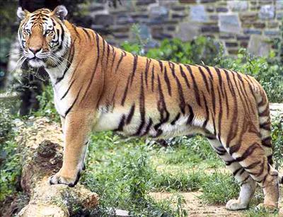 tiger
