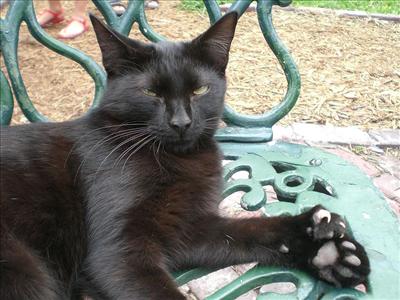 American Polydactyl